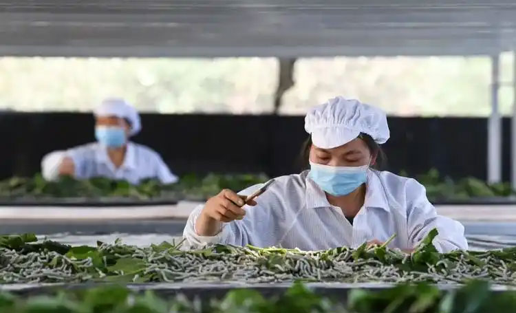 桑蚕养殖技术全解析：从入门到精通的养殖指南