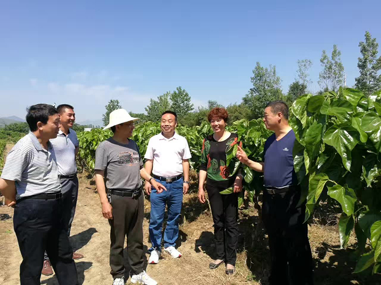 商州市洛南县林业局局长到我市参观考察蚕桑产业园区建设及大户培育情况