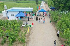 最美五月天 桑葚采摘正当时--安康市蚕种场“金康”生态果桑园开园迎客
